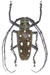 batocera